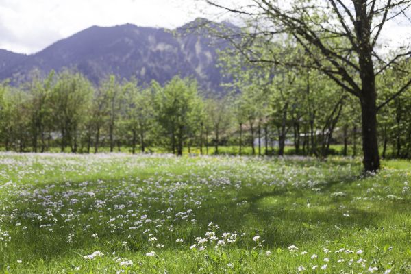 Bachmair Alpina (Bayern)